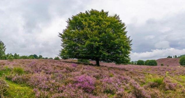 B&Bveluwezoom Eerbeek Exteriör bild